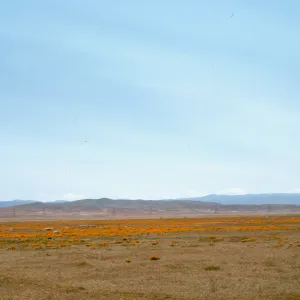 Eschscholzia californica