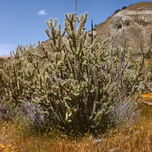 Opuntia parryi - Valley Cholla