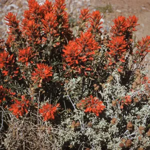 Indian Paint Brush, Kingston Mountains