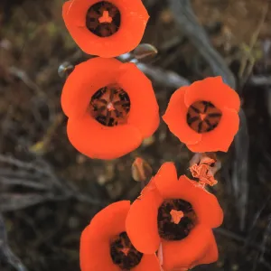 Calochortus kennedyi, Antelope Valley
