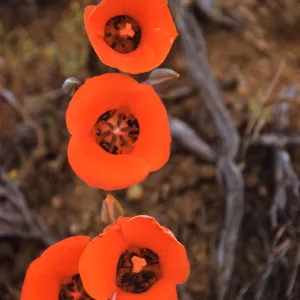 Calochortus kennedyi, Antelope Valley 