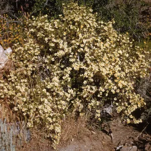 Cliff Rose, Cowania mexicana var. stansburiana, Horse Spr.
