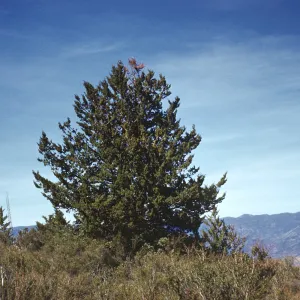 Cupressus sargentii, Zaca Peak