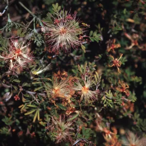 Fairy Duster, Calliandra eriophylla