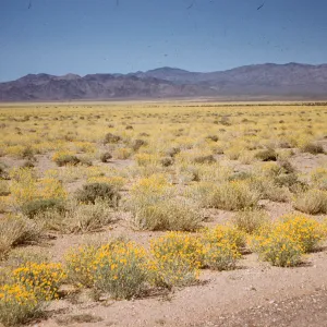 Desert Marigolds, Baileya multiradiata