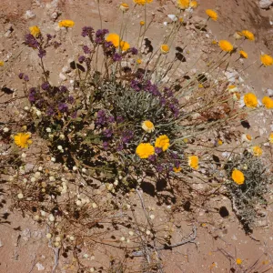 Baileya multiradiata, Desert Marigold, Phacelia, Kingston Mountains 