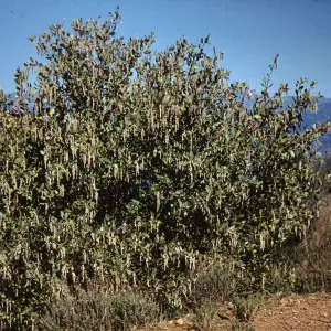 Garrya veatchii, Camino Cielo, Romero Canyon