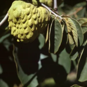 Annona cherimola, Cherimoya