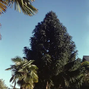 Araucaria bidwillii