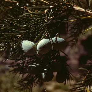 Torreya californica