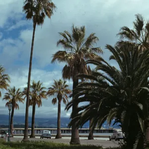 Washingtonia filifera and Washingtonia robusta