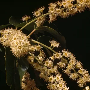 Prunus lyonii