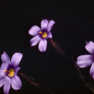 Sisyrinchium bellum 