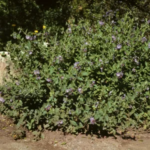 Solanum wallacei 