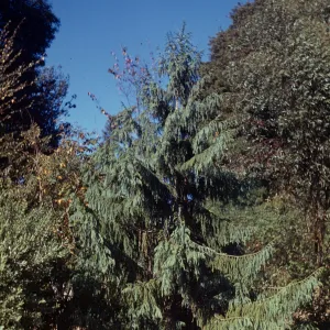 Taiwania species in Hillside Park (Orpet Park)
