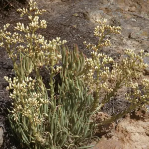 Dudleya edulis