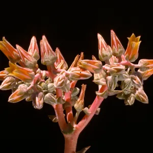 Dudleya lanceolata