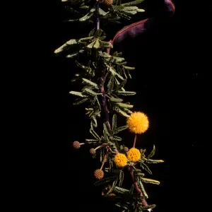 Acacia farnesiana