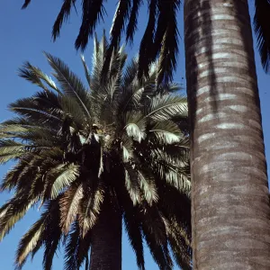 Jubaea spectabilis