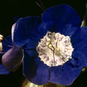 Phacelia viscida