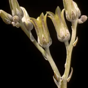 Dudleya abramsii