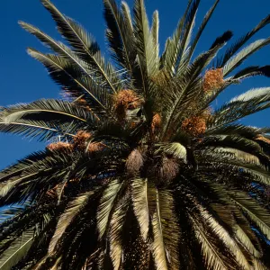 Phoenix canariensis
