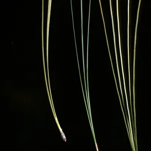 pine needle comparison (Pinus coulteri, P. sabiniana, P. torreyana)