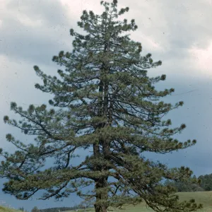 Pinus coulteri, Julian