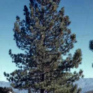 Pinus coulteri