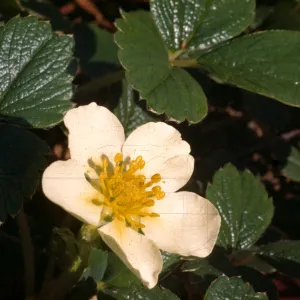 Fragaria chiloensis