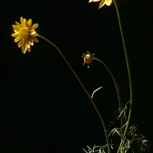 Coreopsis maritima