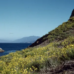 Coreopsis maritima