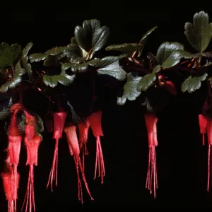flowering branch of Ribes speciosum