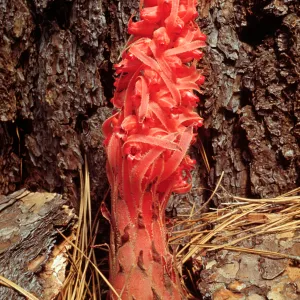 Sarcodes sanguinea, emerging at base of pine