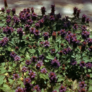 Prunella vulgaris var. atropurpurea