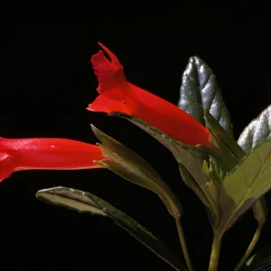 Mimulus flemingii
