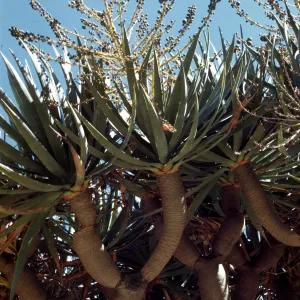 Dracaena draco