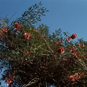 Erythrina crista-galli