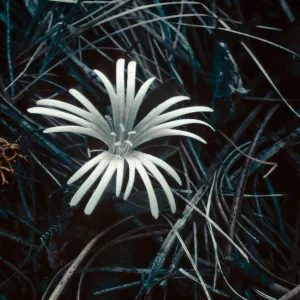Silene hookeri