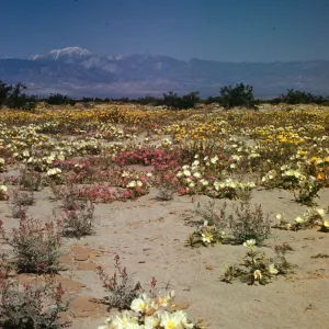 Desert wildflowers