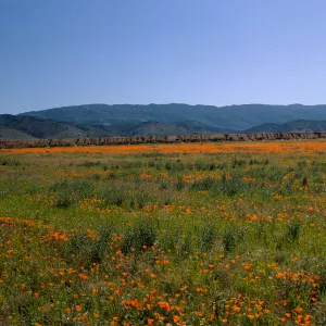 Eschscholzia california as far as the eye can see