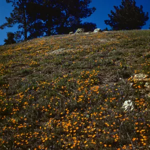 hillside with California poppy