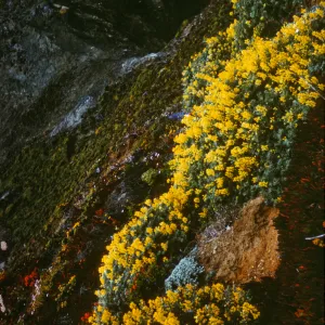 Wildflowers on Highway 1