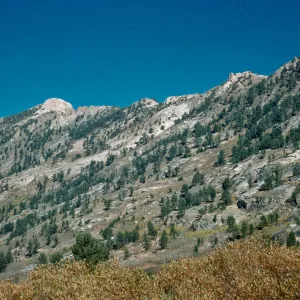 Pinus flexilis, Lamoille Canyon, Nevada