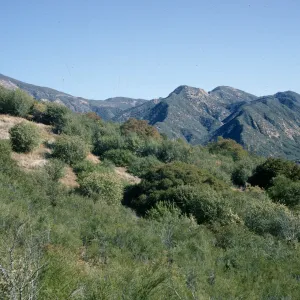 Sespe Gorge chaparral