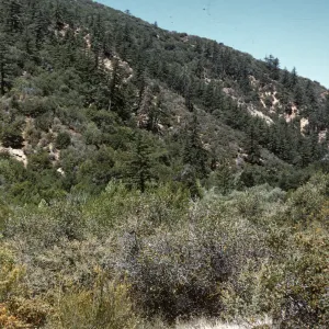 Sespe chaparral