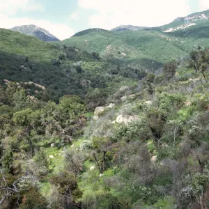 Jesusita Trail, chaparral