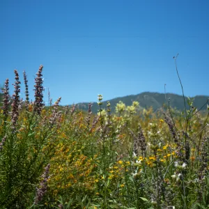 Santa Monica Mountains wildflowers