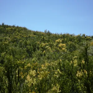 Santa Monica Mountains chaparral