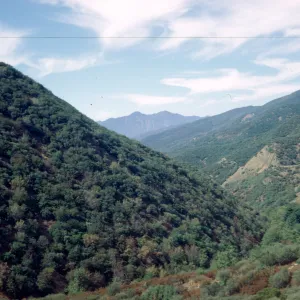 Sespe chaparral